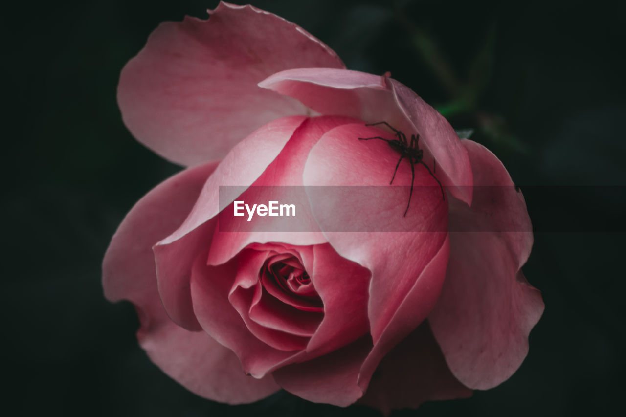 Close-up of spider in pink rose