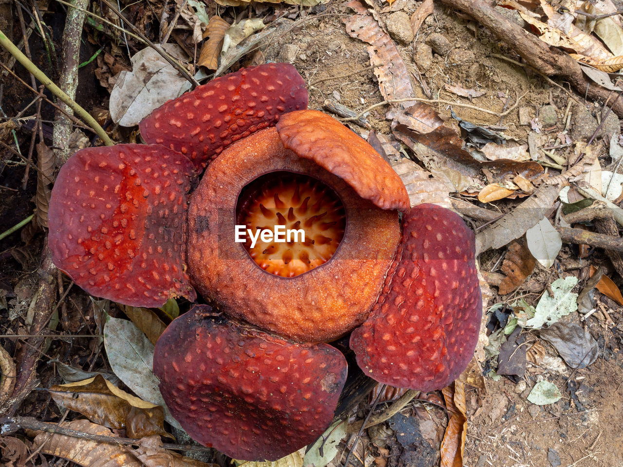 Rafflesia tuan-mudae in gunung gading national park, sarawak, borneo