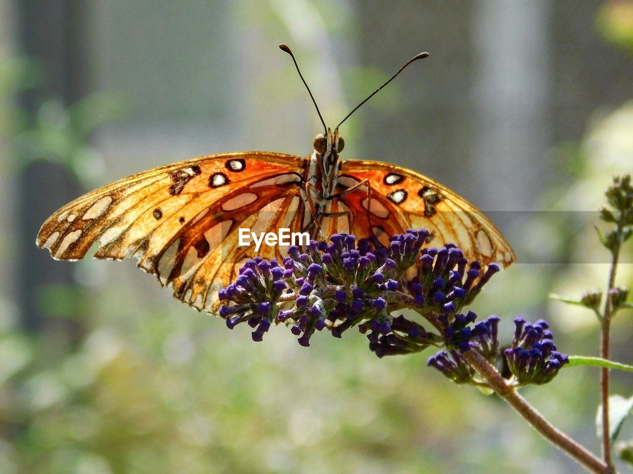 Close-up of butterfly pollinating on flower