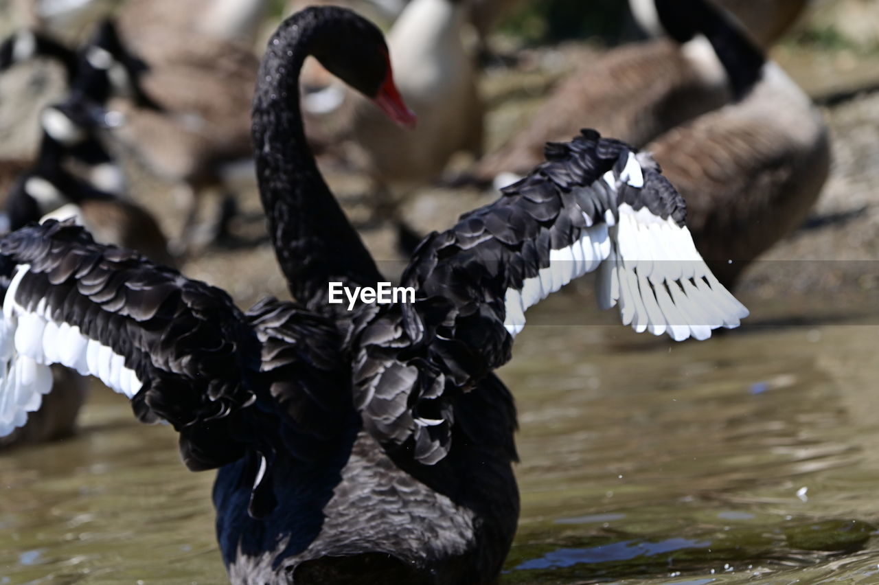 bird, animal, animal themes, animal wildlife, black swan, wildlife, flying, spread wings, water, animal body part, black, swan, beak, nature, water bird, wing, animal wing, ducks, geese and swans, no people, one animal, day, outdoors