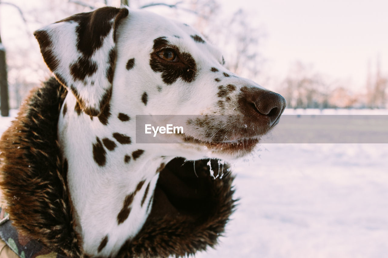 Dalmatian dog in jacket