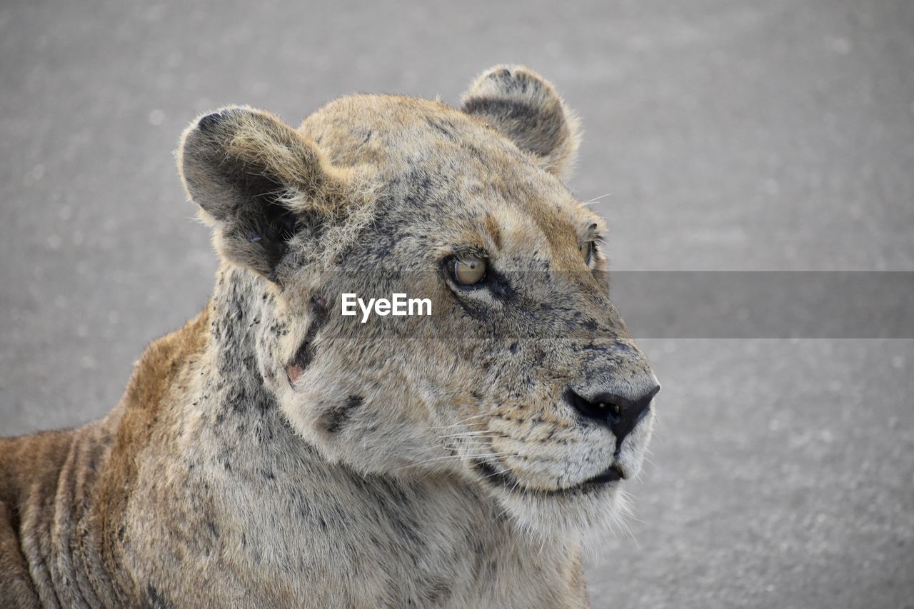 CLOSE-UP OF A LION