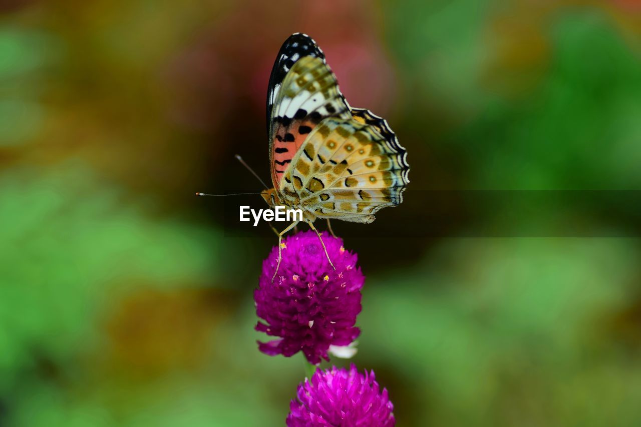 CLOSE-UP OF BUTTERFLY POLLINATING FLOWER