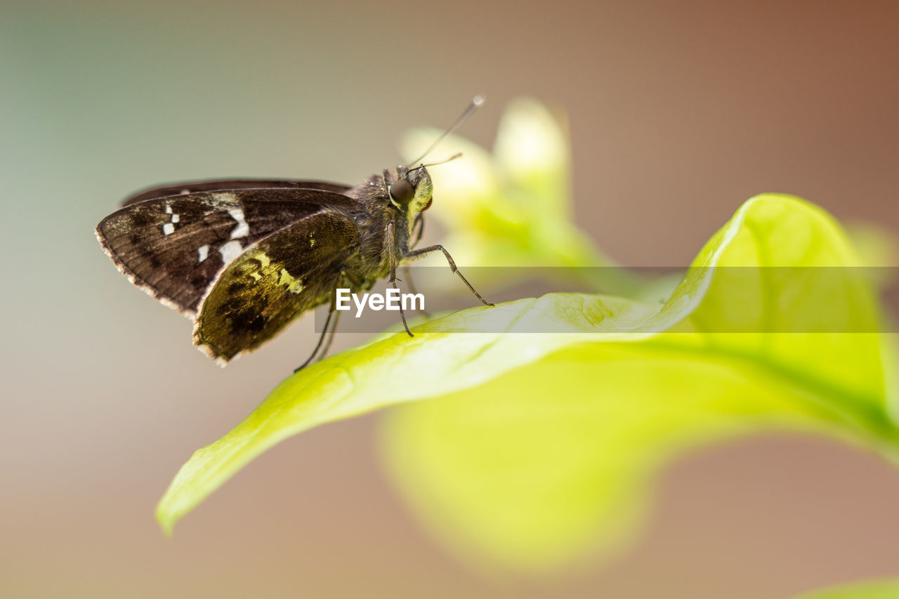 CLOSE-UP OF BUTTERFLY ON LEAF