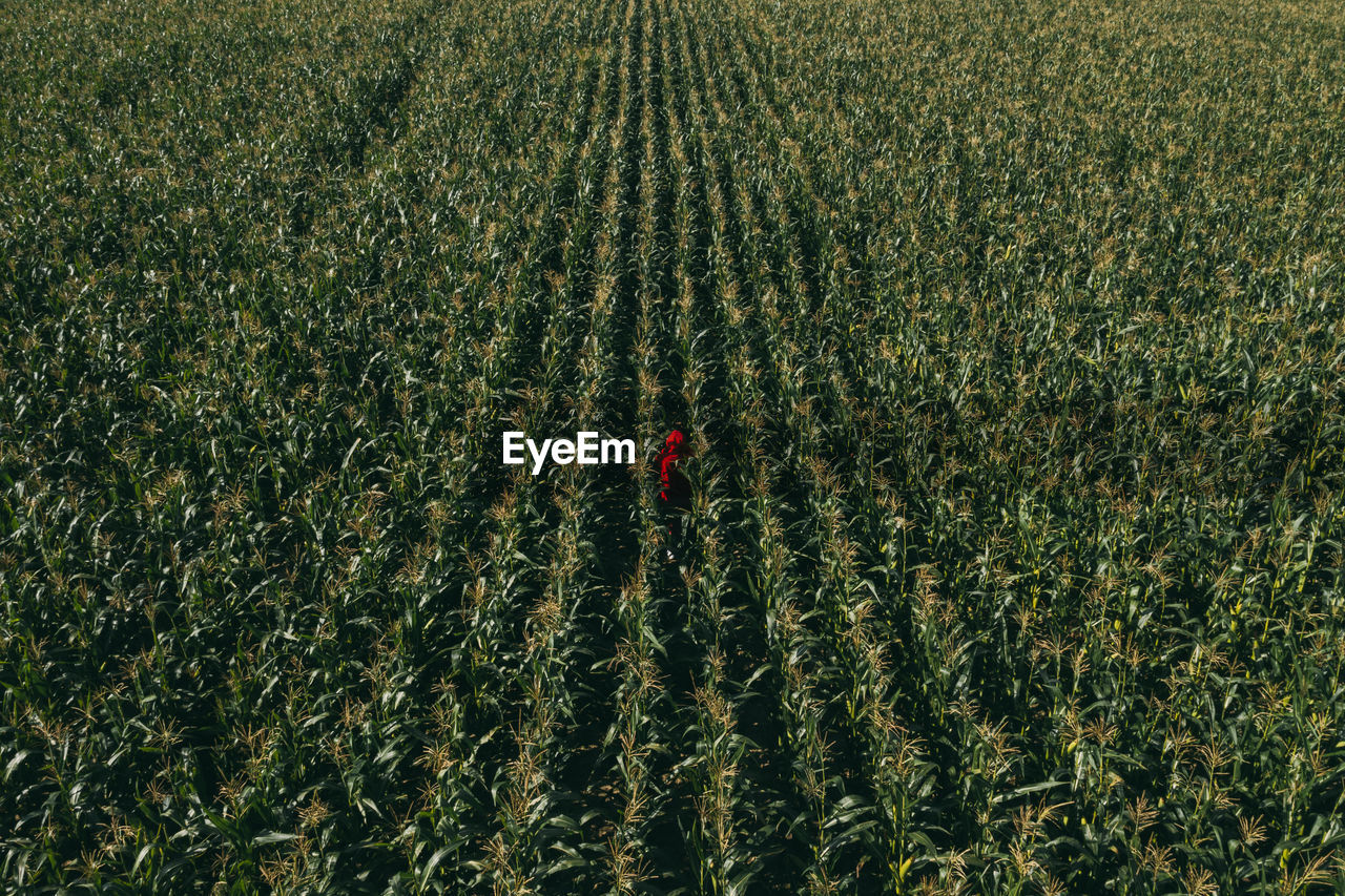 Full frame shot of crops growing on field