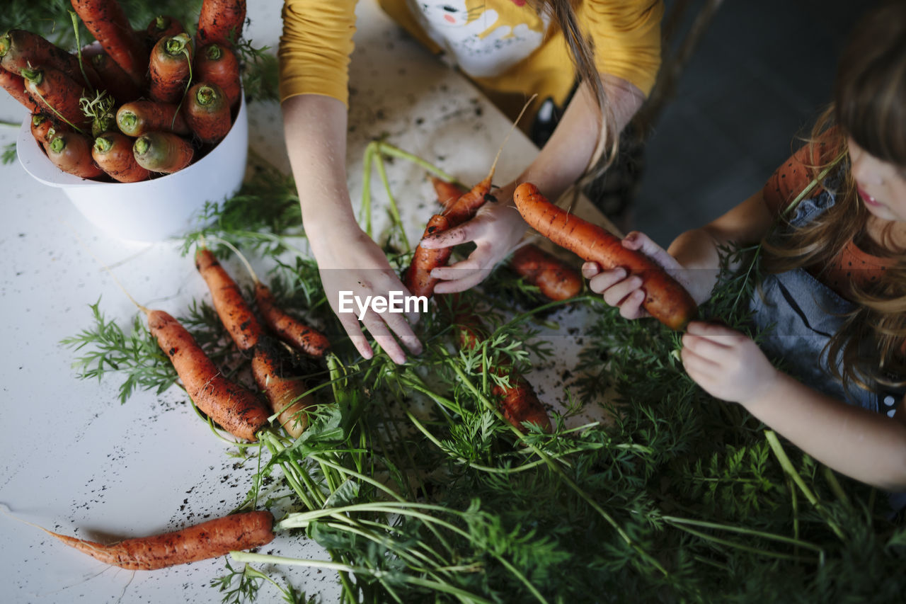 Hands holding carrots