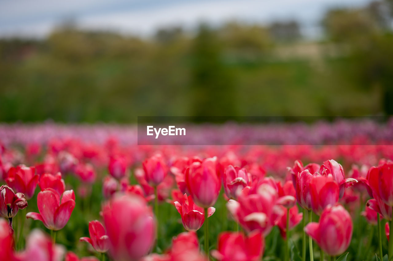 CLOSE-UP OF RED TULIPS ON FIELD