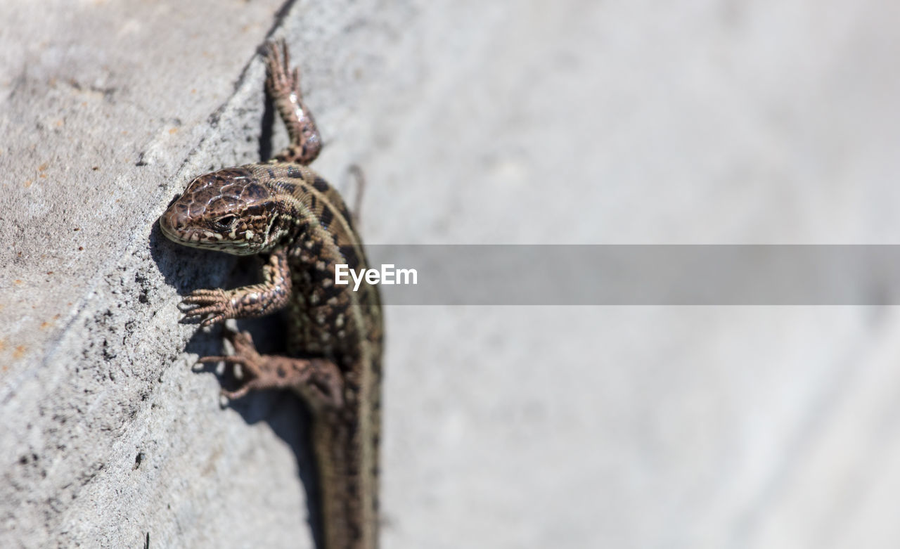 Close-up of lizard on rock