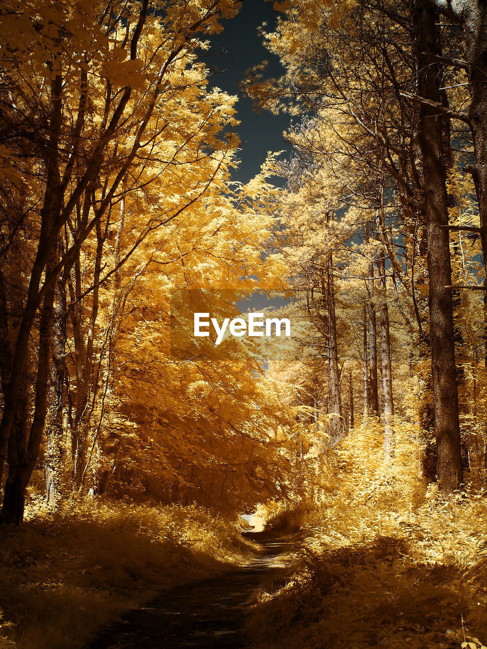 Trees in forest during autumn