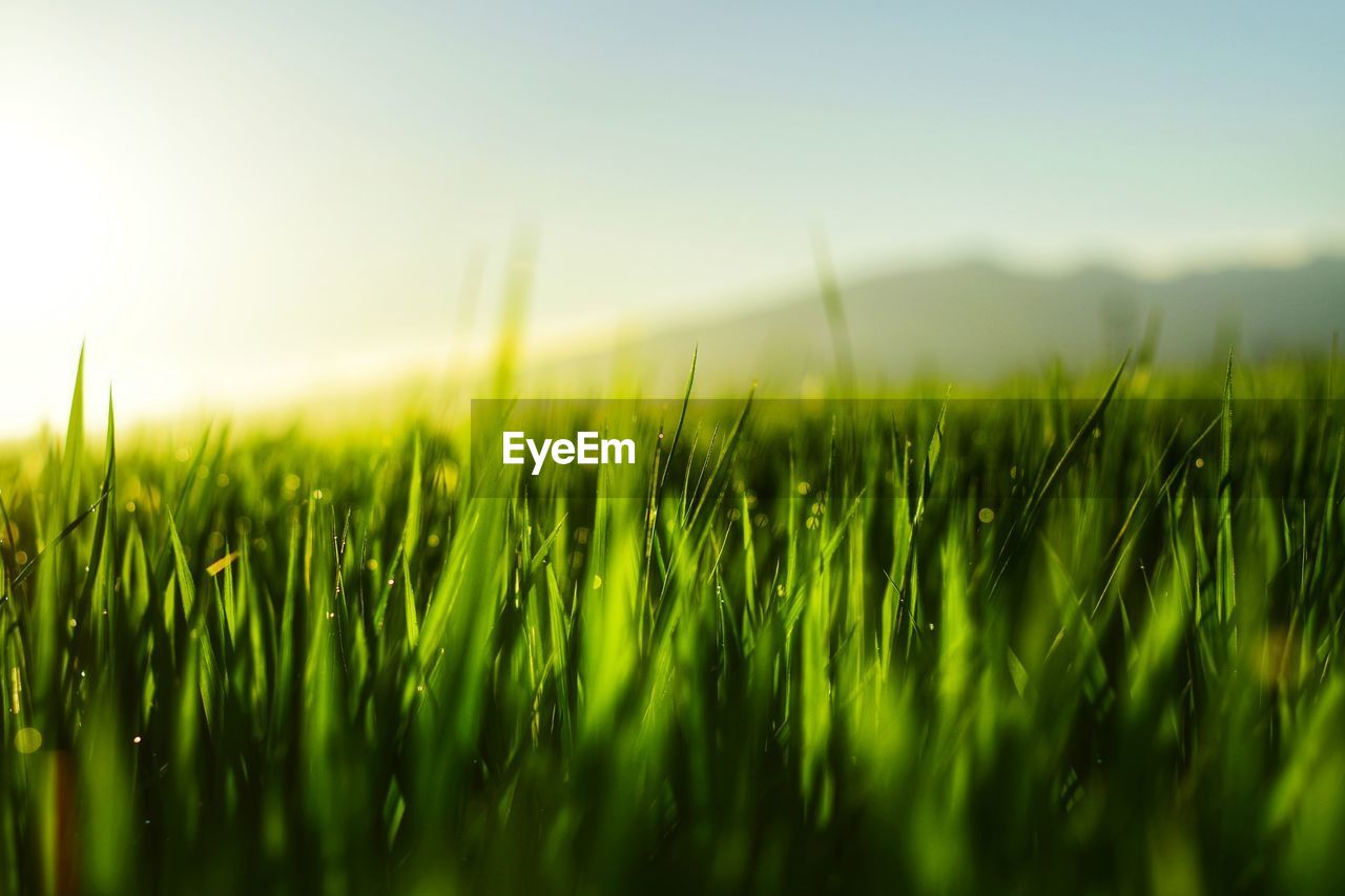 Close-up of grass on field against sky