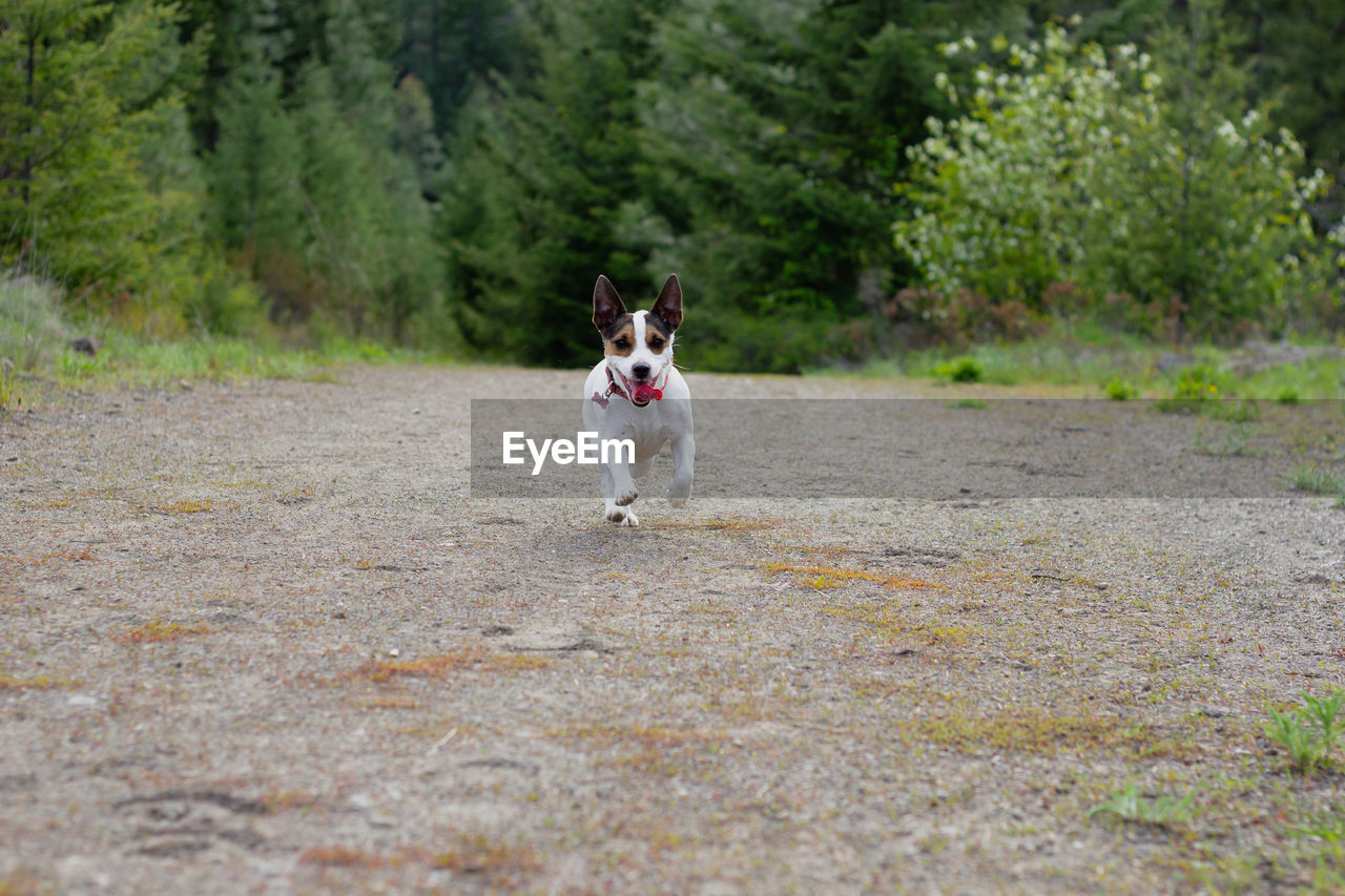 Happy jack russell terrier running towards the camera on a trail in the forest
