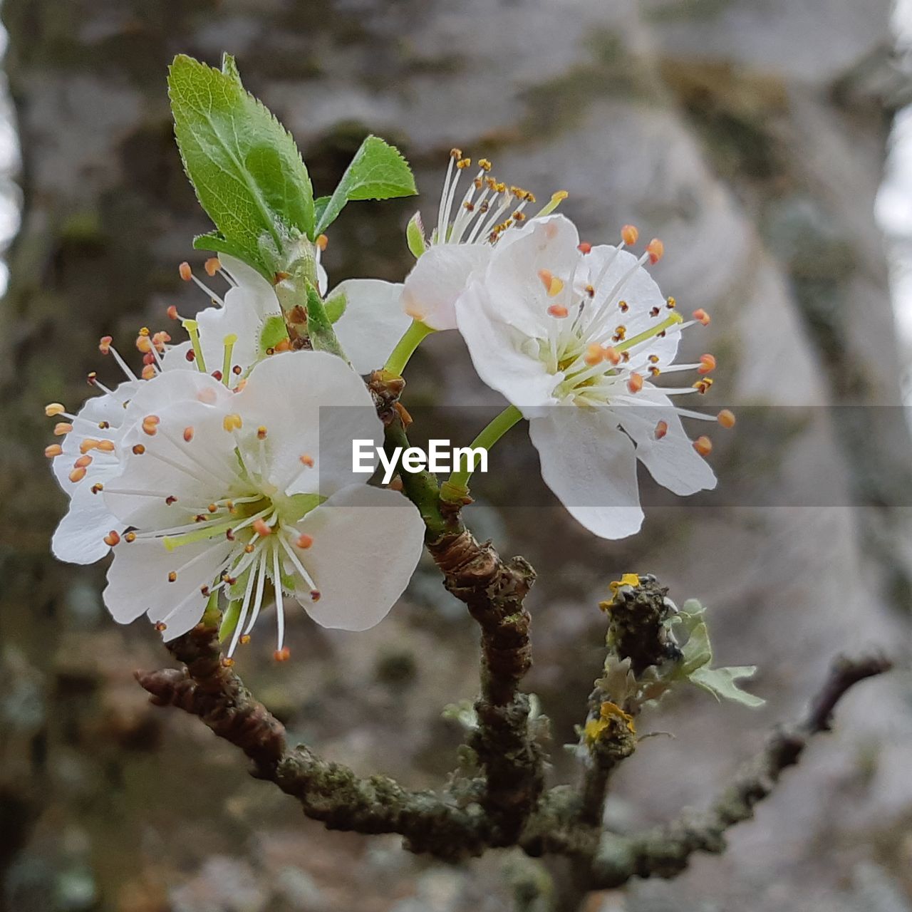 CLOSE-UP OF CHERRY BLOSSOMS ON TREE