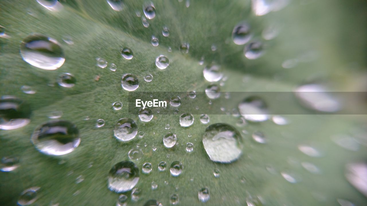 Close-up of water drops on leaf