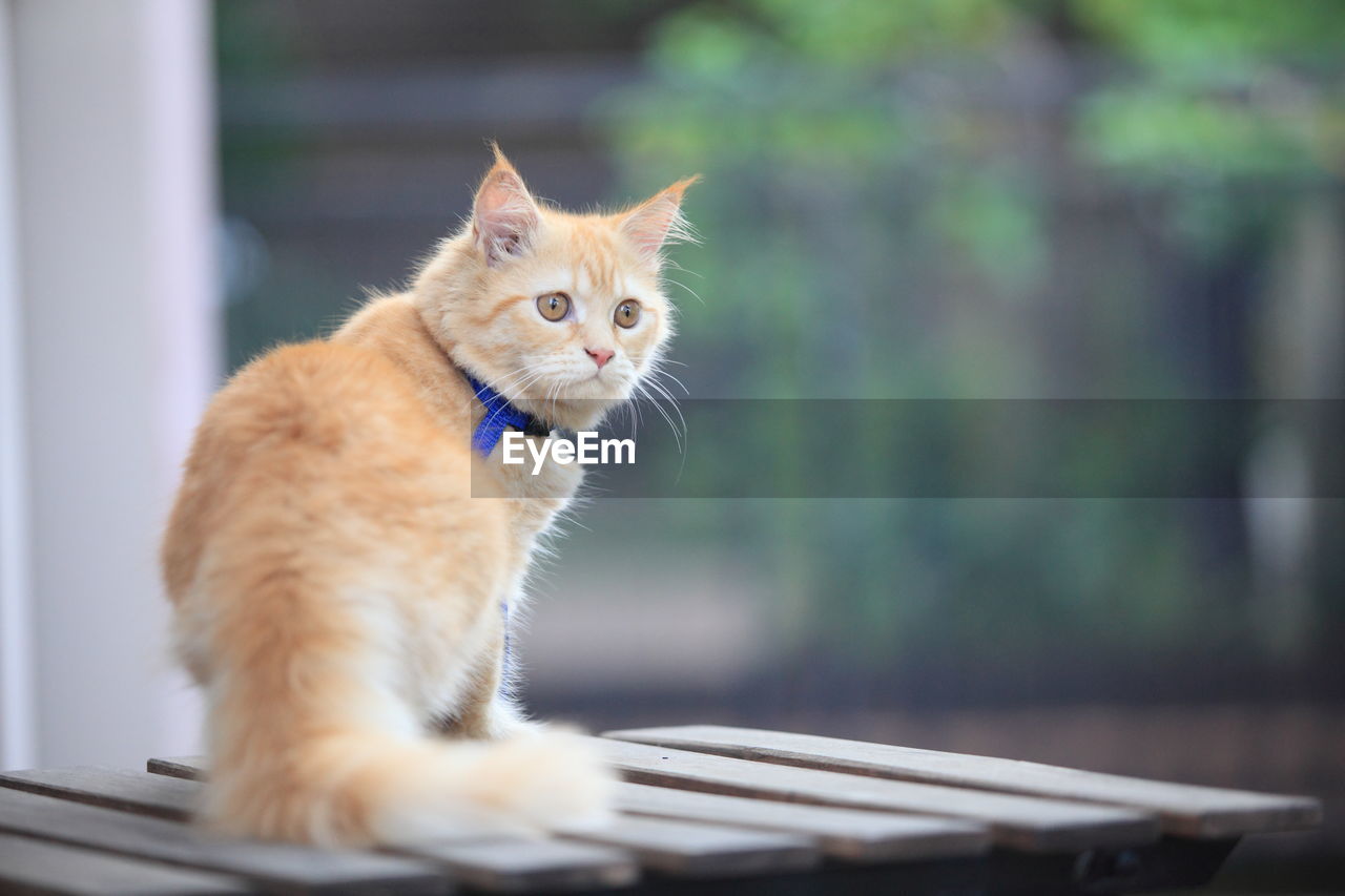 CAT SITTING IN A LOOKING AWAY