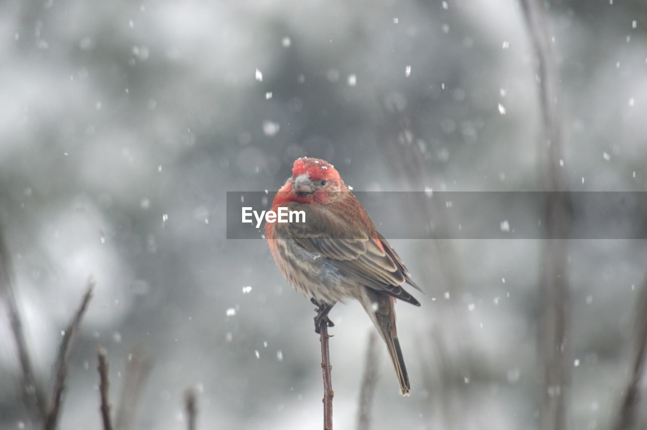 Bird in winter