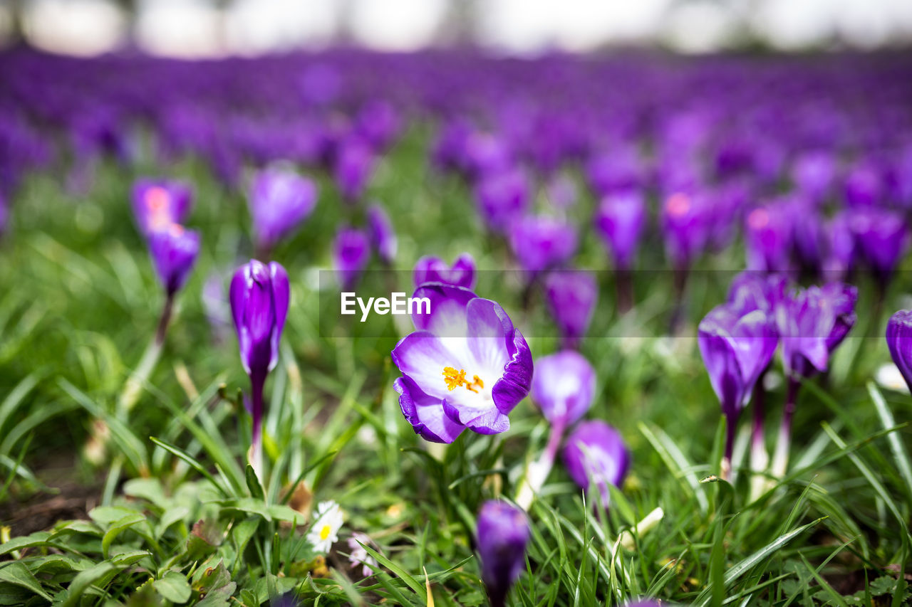 Close-up of purple crocus flowers on field