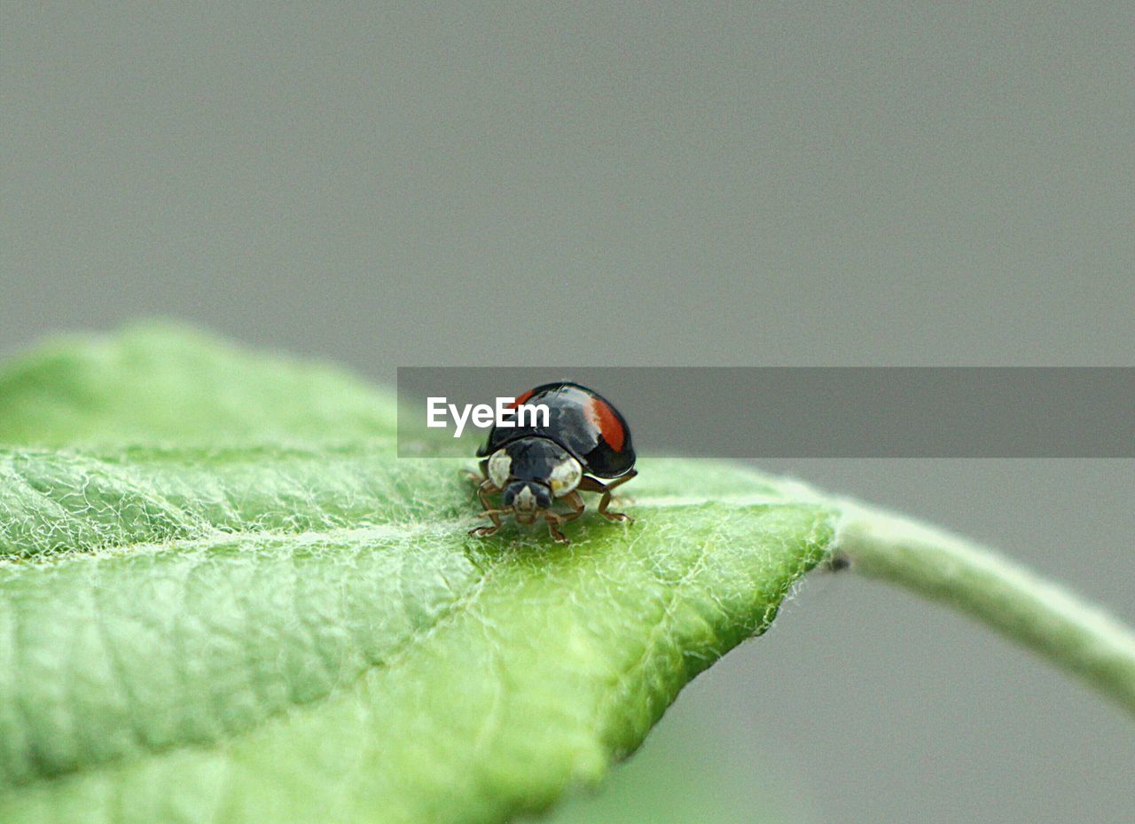 Ladybug on green leaf