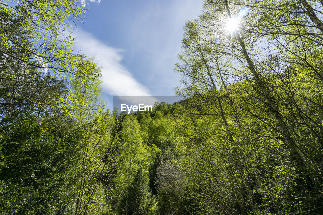 Low angle view of trees against sky in forest