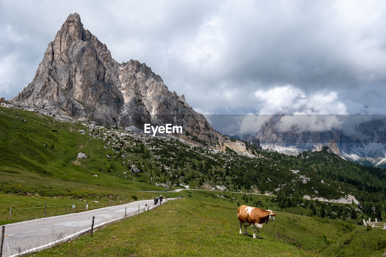 View of a cow on mountain landscape