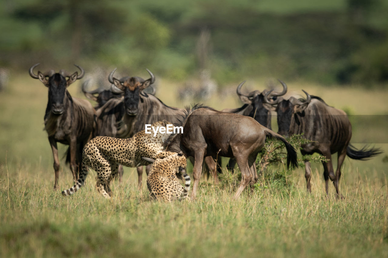 Blue wildebeest watch two cheetah throttle another