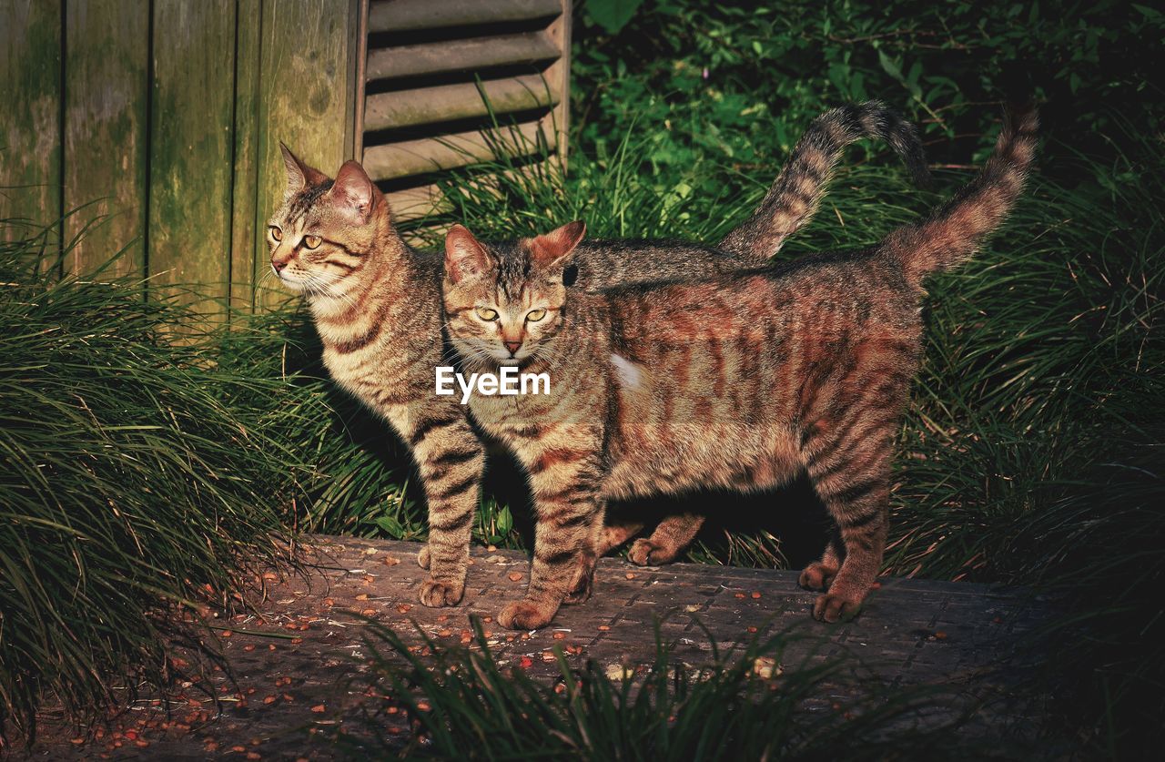 Cats standing on field