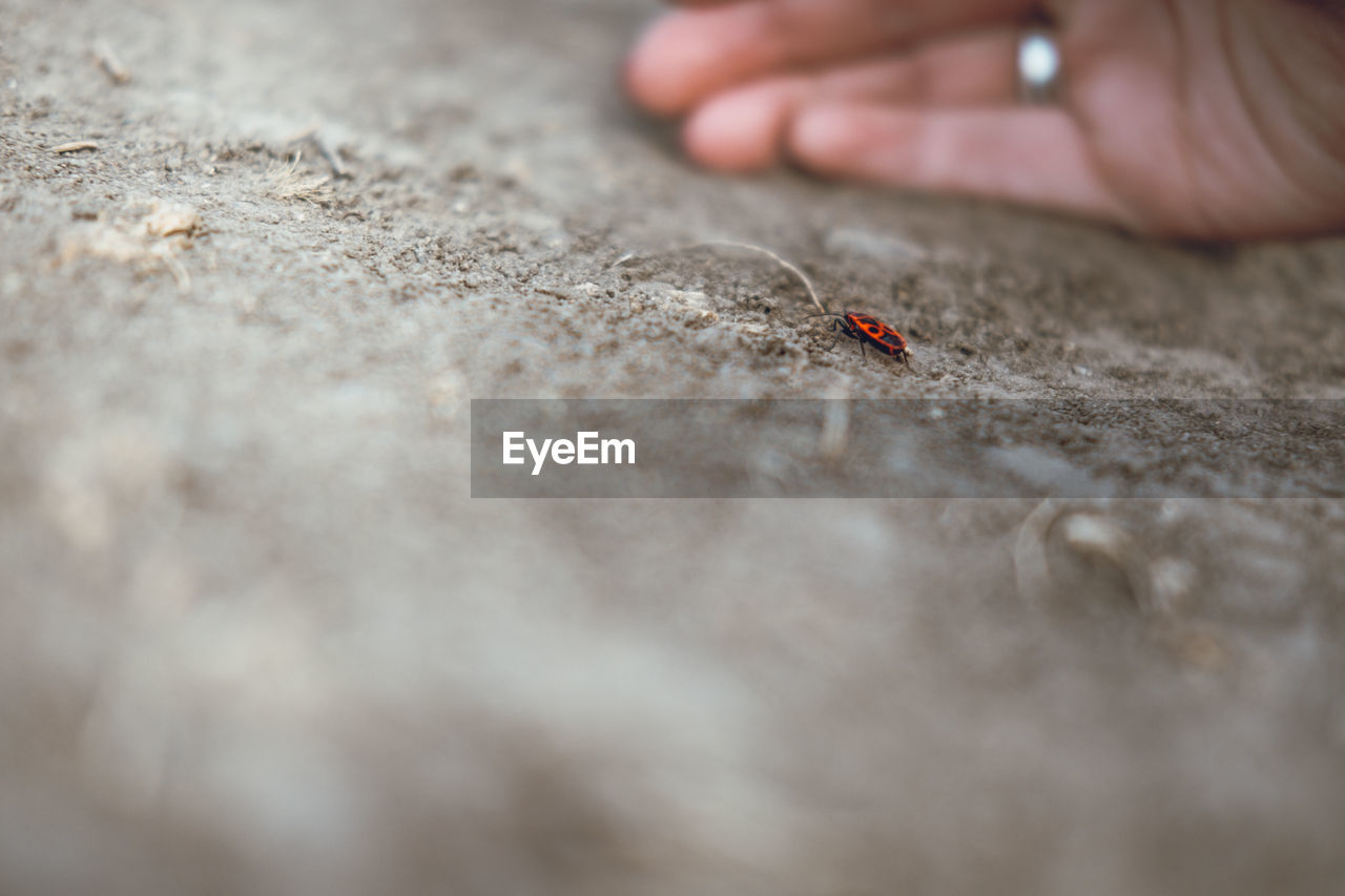 CLOSE-UP OF A INSECT ON FINGER