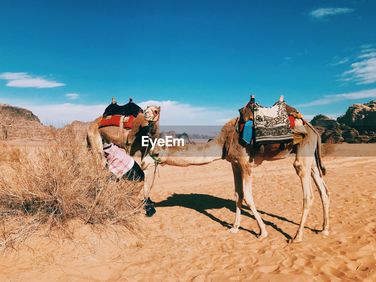 Resting camels