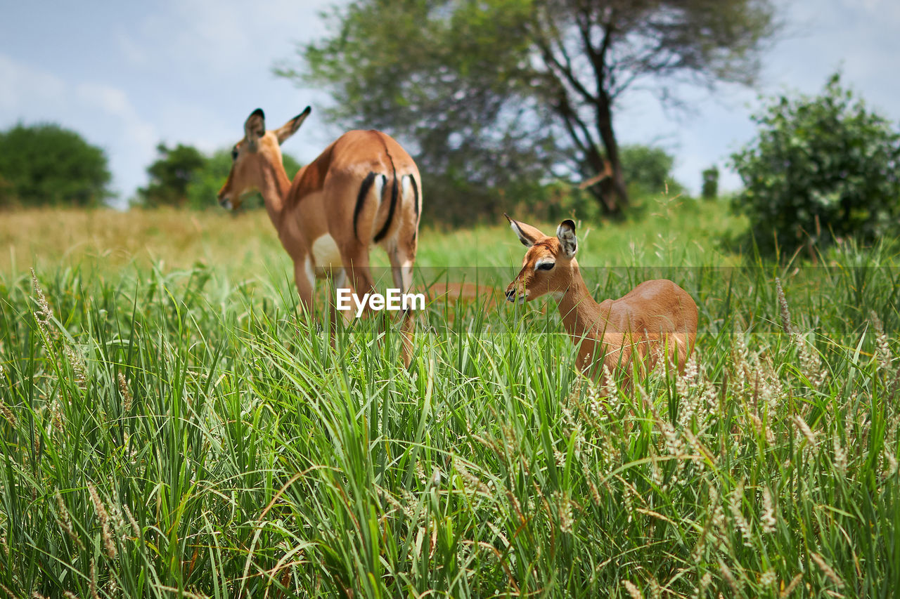 Antelopes in a field