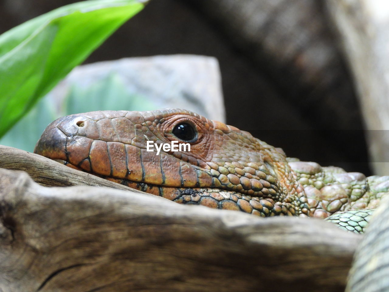 CLOSE-UP OF A REPTILE