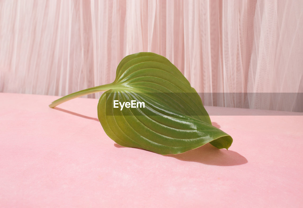 Green leaf on pastel pink background with curtain. creative copy space. close-up