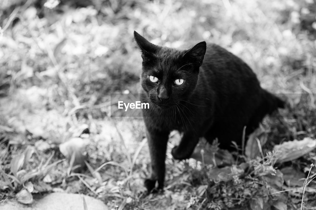 Portrait of cat on field