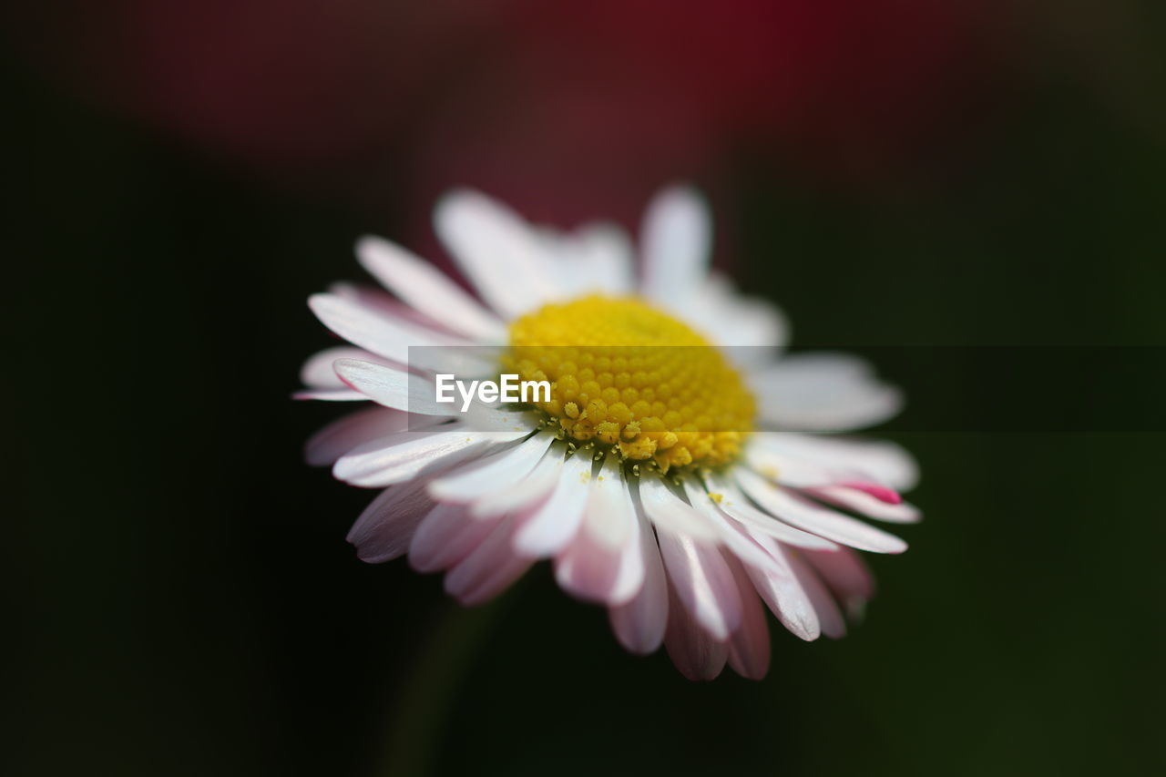 Close-up of white daisy flower against black background