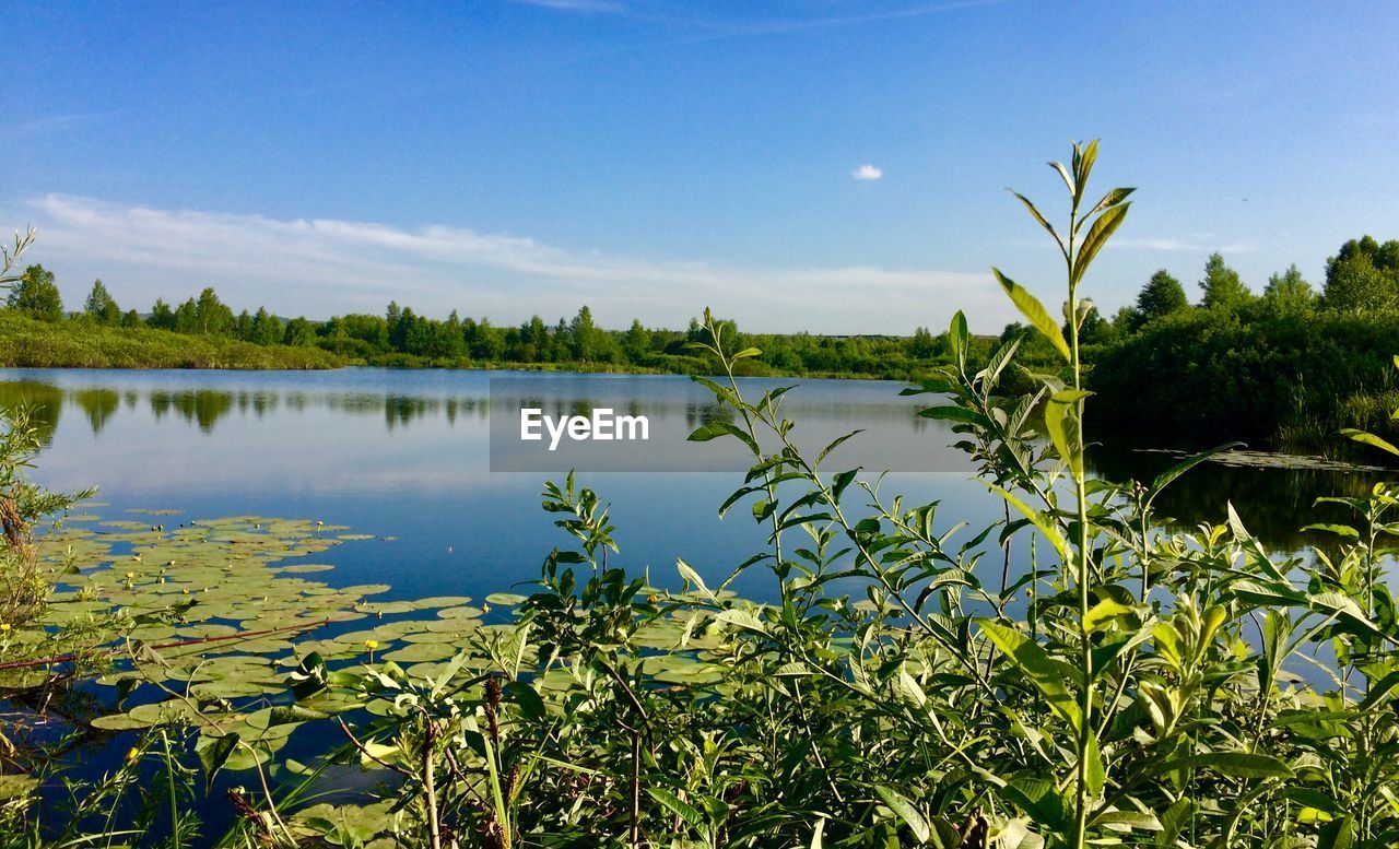 PLANTS BY LAKE AGAINST BLUE SKY