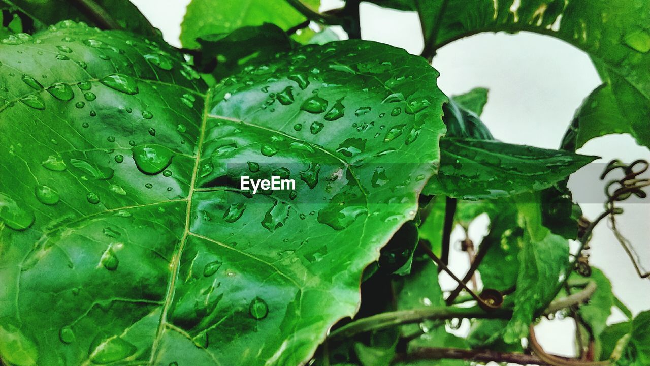 CLOSE-UP OF WET PLANTS