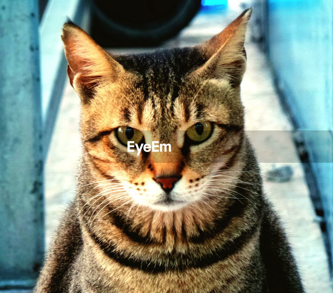 CLOSE-UP PORTRAIT OF CAT OUTDOORS