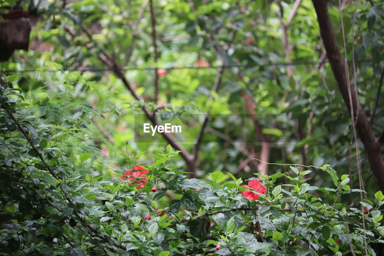 CLOSE-UP OF FLOWERING PLANTS AGAINST TREE