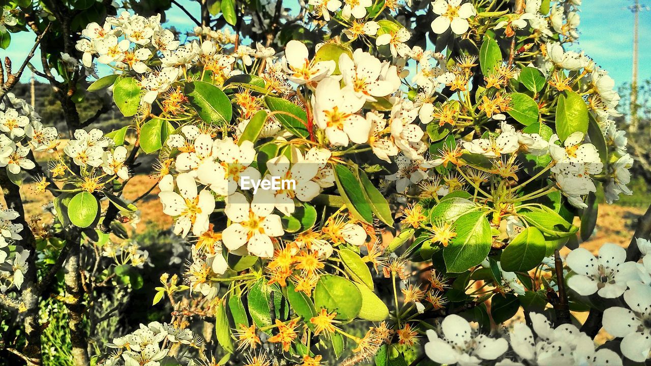 CLOSE-UP OF FRESH FLOWERS BLOOMING IN PLANT