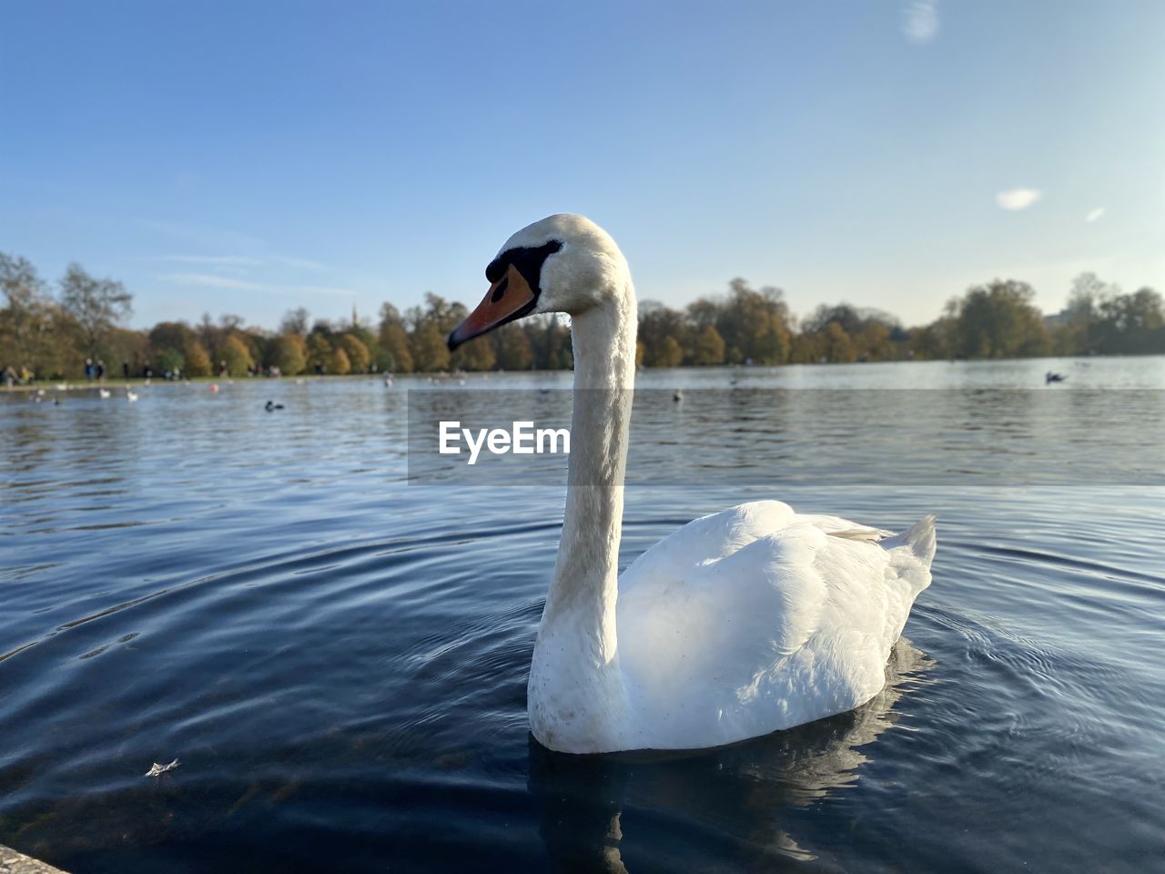swan, water, animal wildlife, wildlife, animal themes, animal, lake, bird, reflection, nature, one animal, ducks, geese and swans, water bird, swimming, sky, mute swan, day, no people, animal body part, beauty in nature, rippled, outdoors, floating on water, floating, white, zoology, tranquility, goose, animal neck