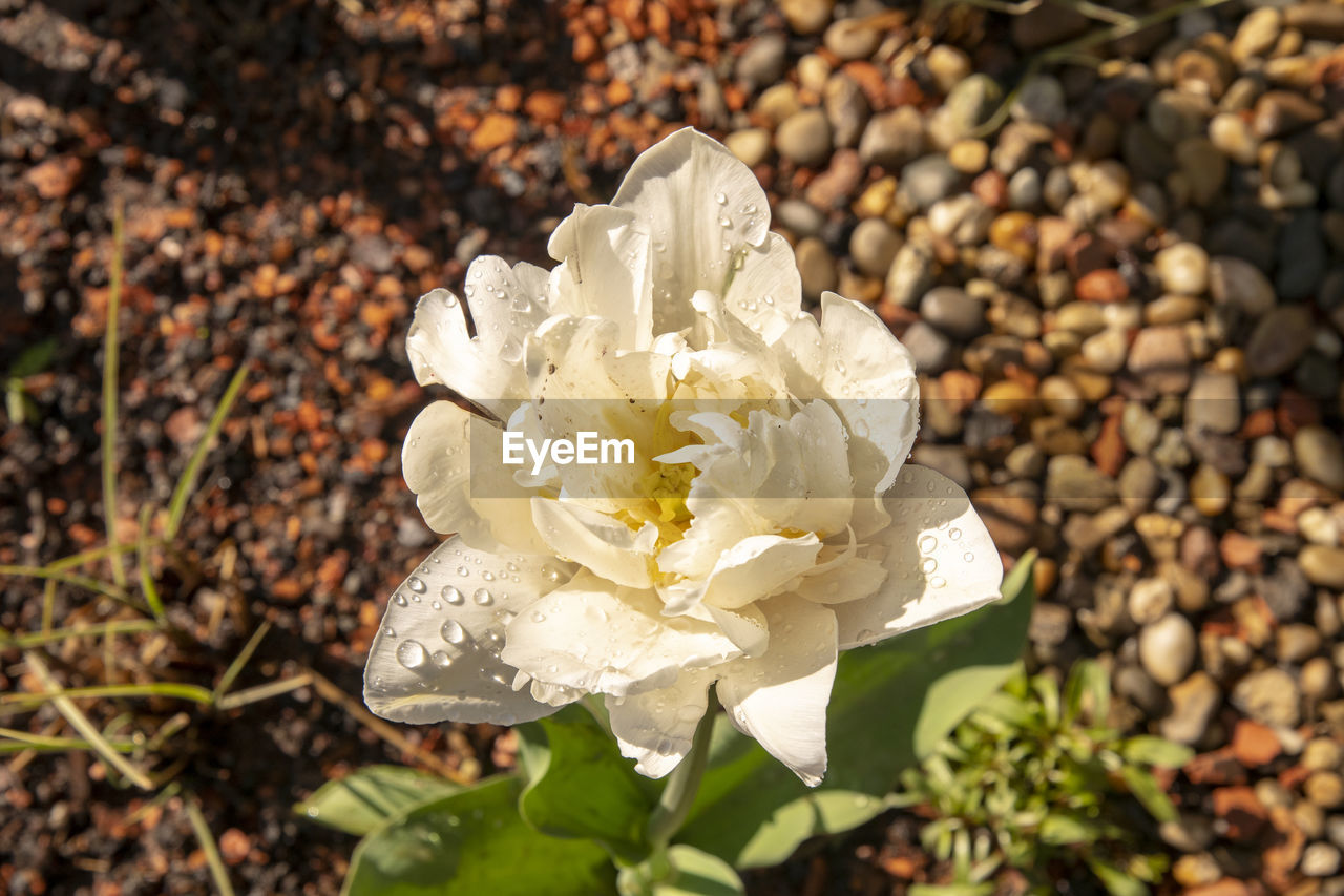 CLOSE-UP OF WHITE ROSE FLOWER ON FIELD