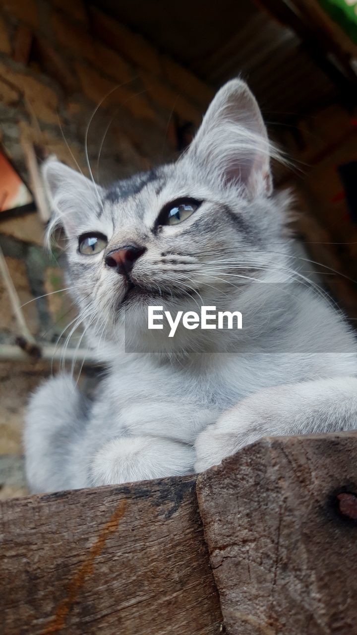 pet, animal themes, cat, animal, mammal, domestic animals, domestic cat, one animal, feline, whiskers, felidae, small to medium-sized cats, looking, no people, portrait, looking away, relaxation, carnivore, animal body part, indoors, close-up, kitten, sitting, eye, wood, focus on foreground