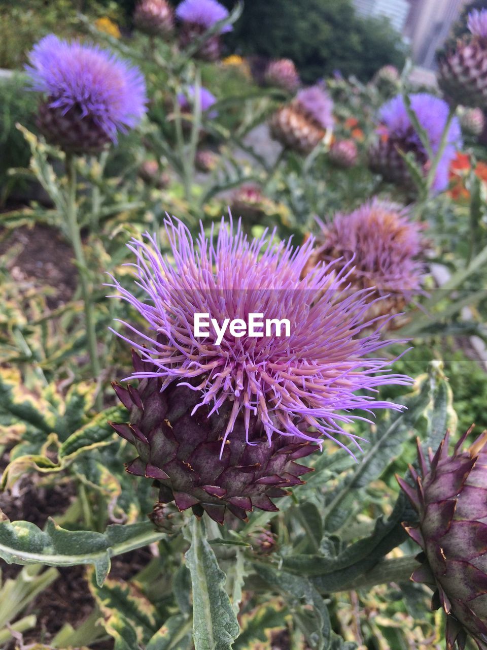 CLOSE-UP OF THISTLE BLOOMING ON PLANT