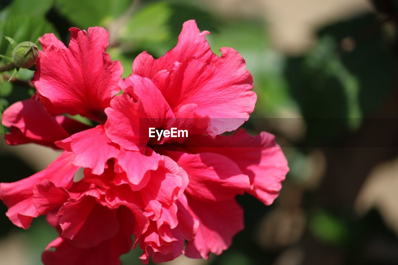 CLOSE-UP OF PINK FLOWER