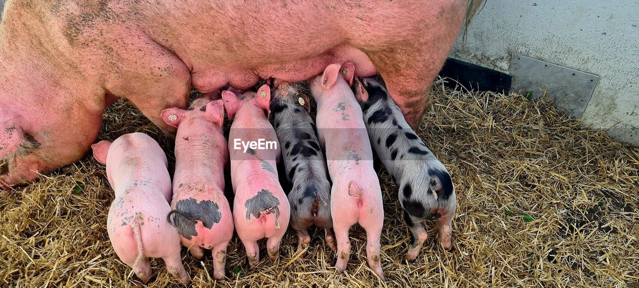 domestic pig, pig, animal, animal themes, mammal, group of animals, domestic animals, livestock, agriculture, pink, piglet, pet, no people, farm, high angle view, food, young animal, nature, day, eating, food and drink, feeding, outdoors, plant, animal wildlife, medium group of animals