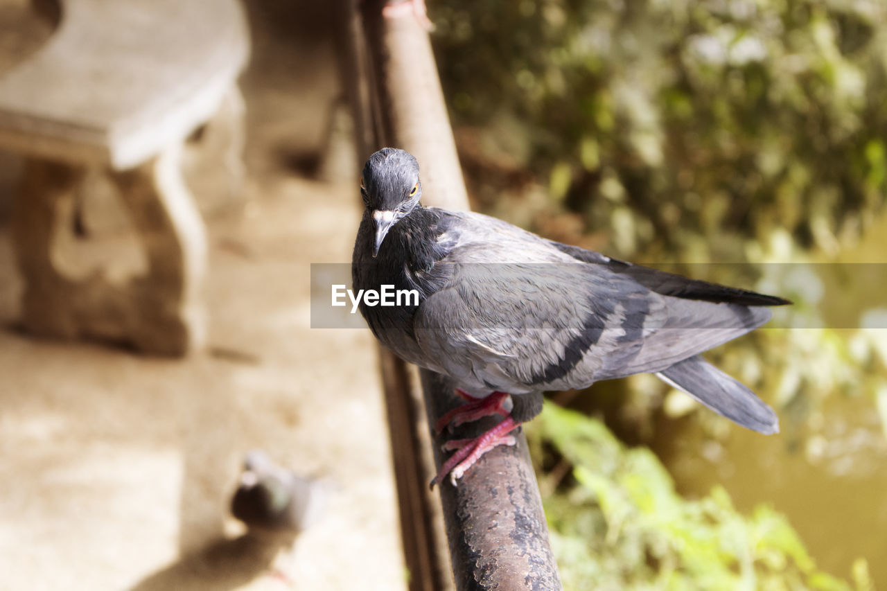 Close-up of pigeon perching