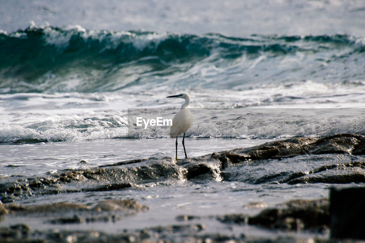 White bird perching on rock at beach