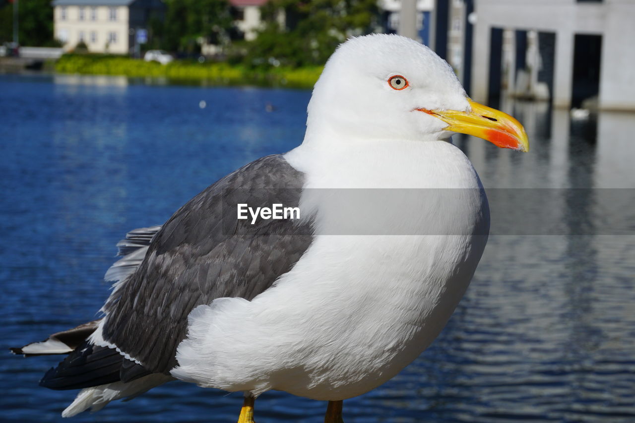 CLOSE-UP OF SEAGULL PERCHING OUTDOORS