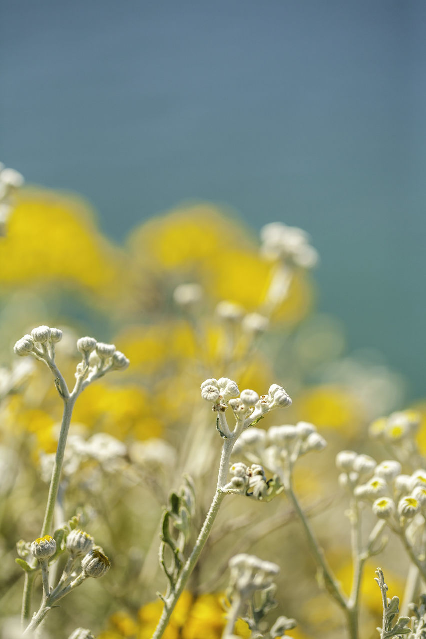 Close-up of yellow flowering plant