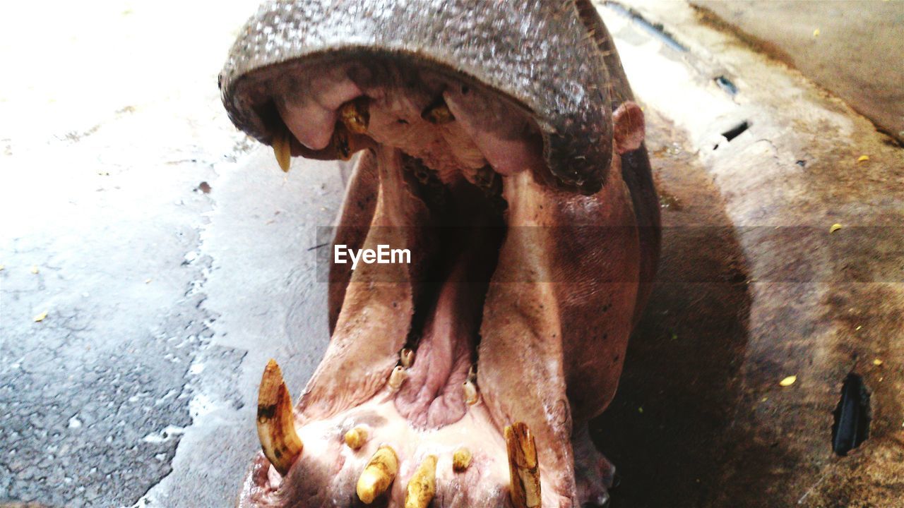 Close-up of hippopotamus with mouth open