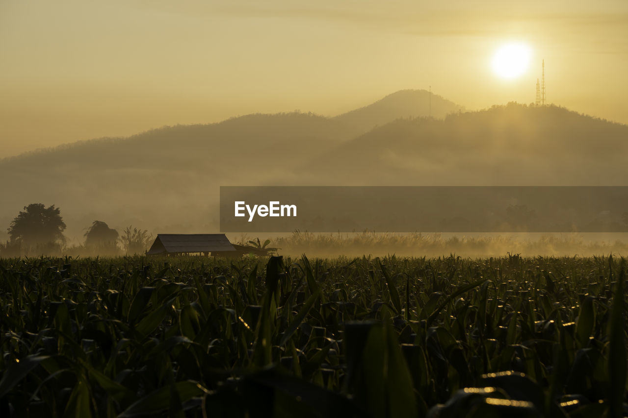 SCENIC VIEW OF AGRICULTURAL FIELD AGAINST SKY AT SUNSET
