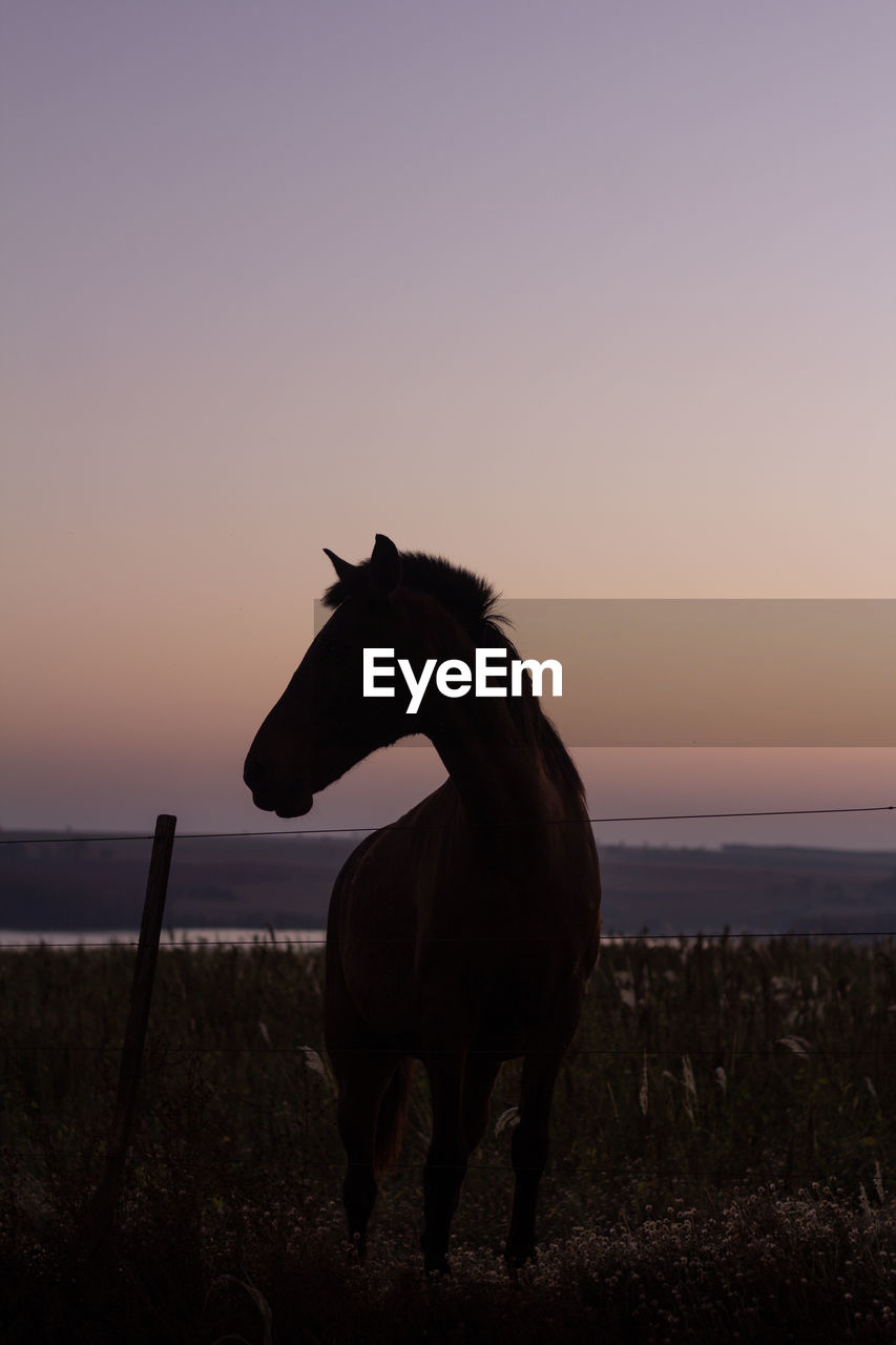 View of a horse on field at sunset
